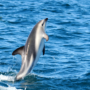 Types of Dolphins and Where to See Them